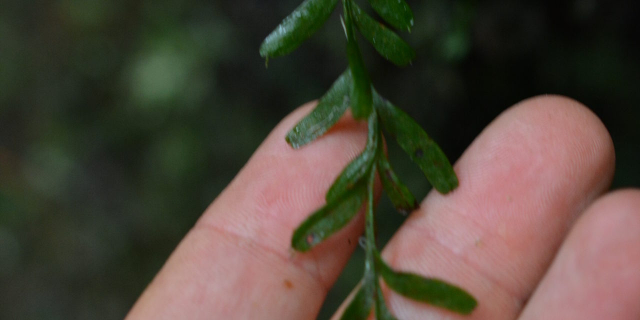 Tmesipteris obliqua