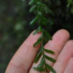 Tmesipteris obliqua