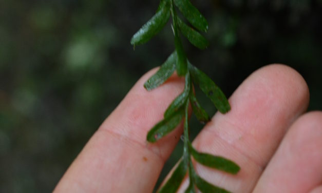 Tmesipteris obliqua