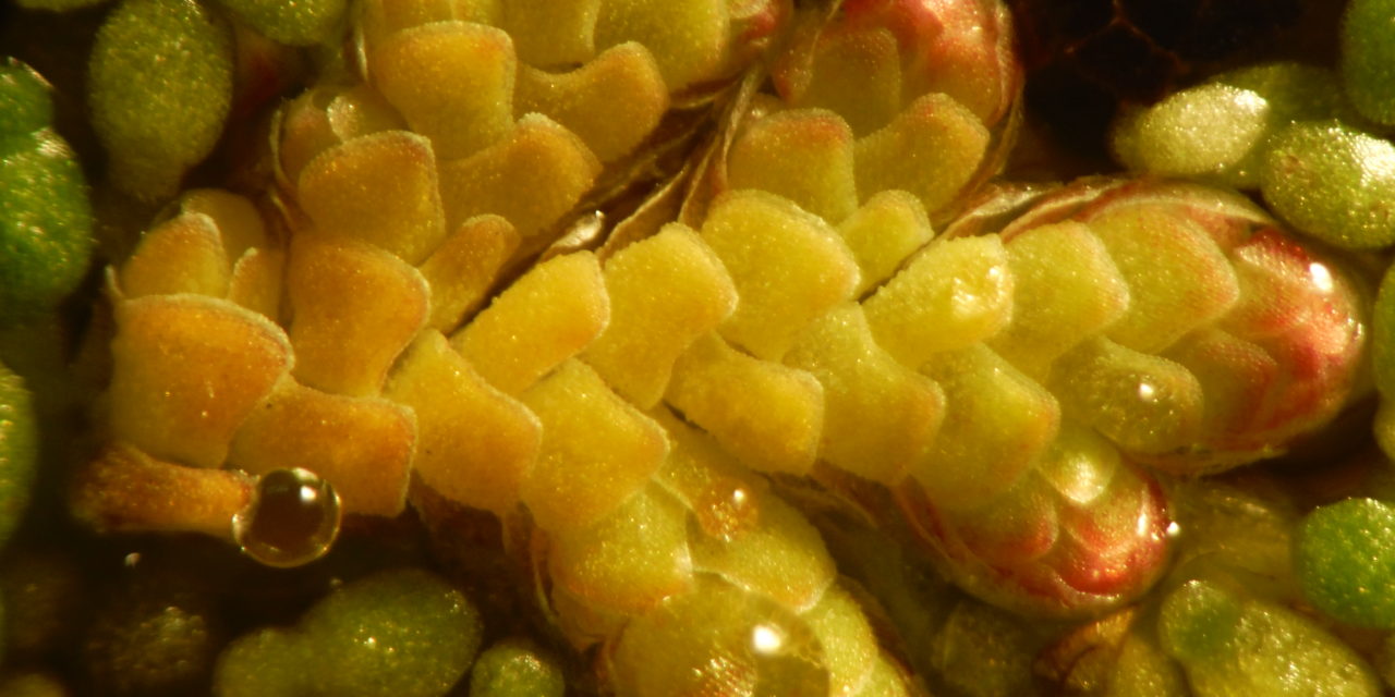 Azolla filiculoides