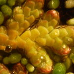 Azolla filiculoides