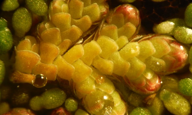 Azolla filiculoides