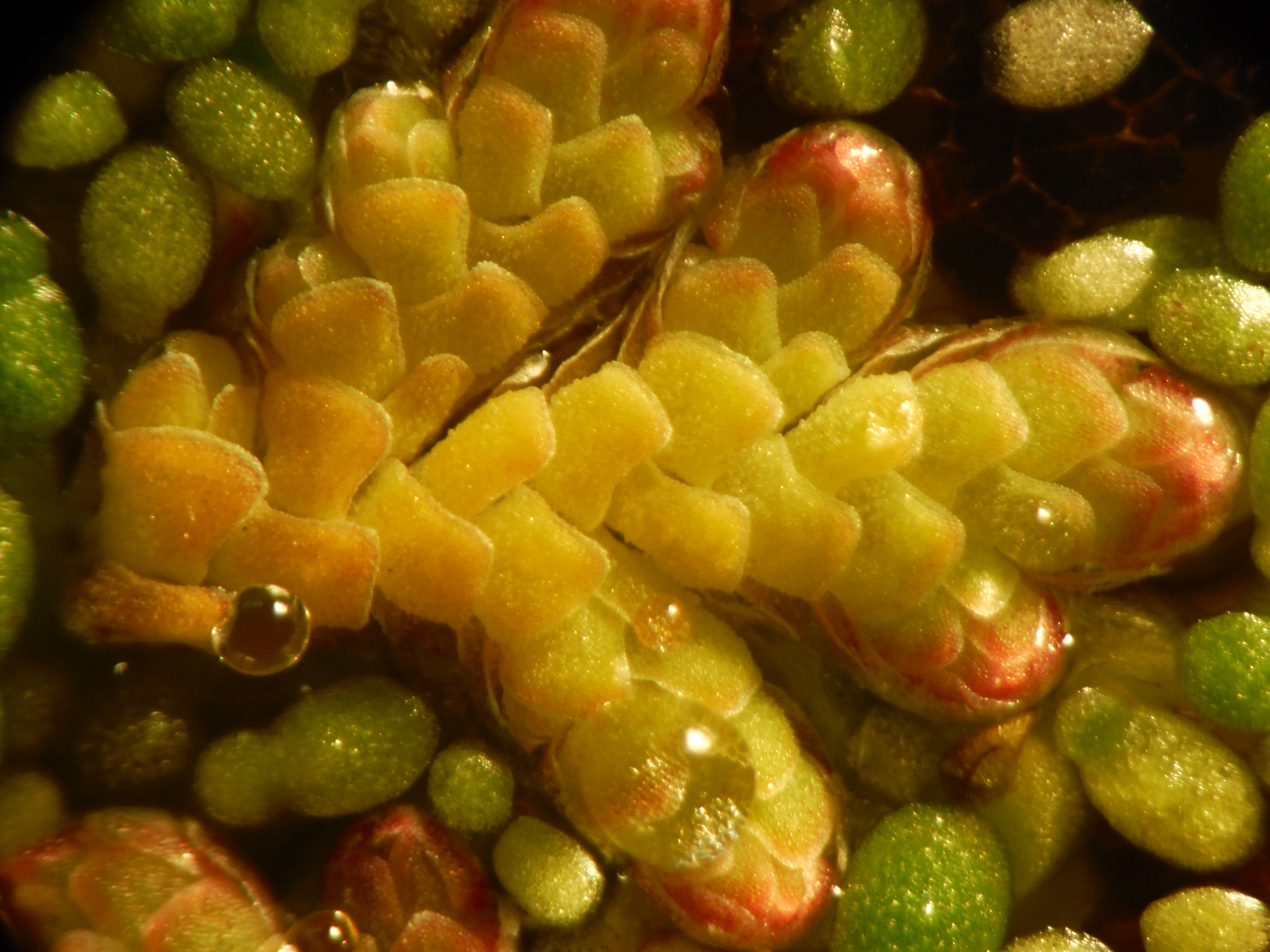 Azolla filiculoides