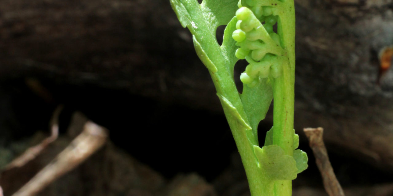 Botrychium spathulatum