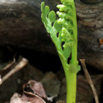 Botrychium spathulatum