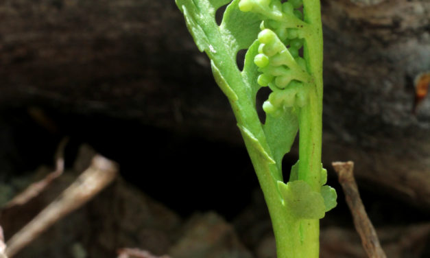 Botrychium spathulatum