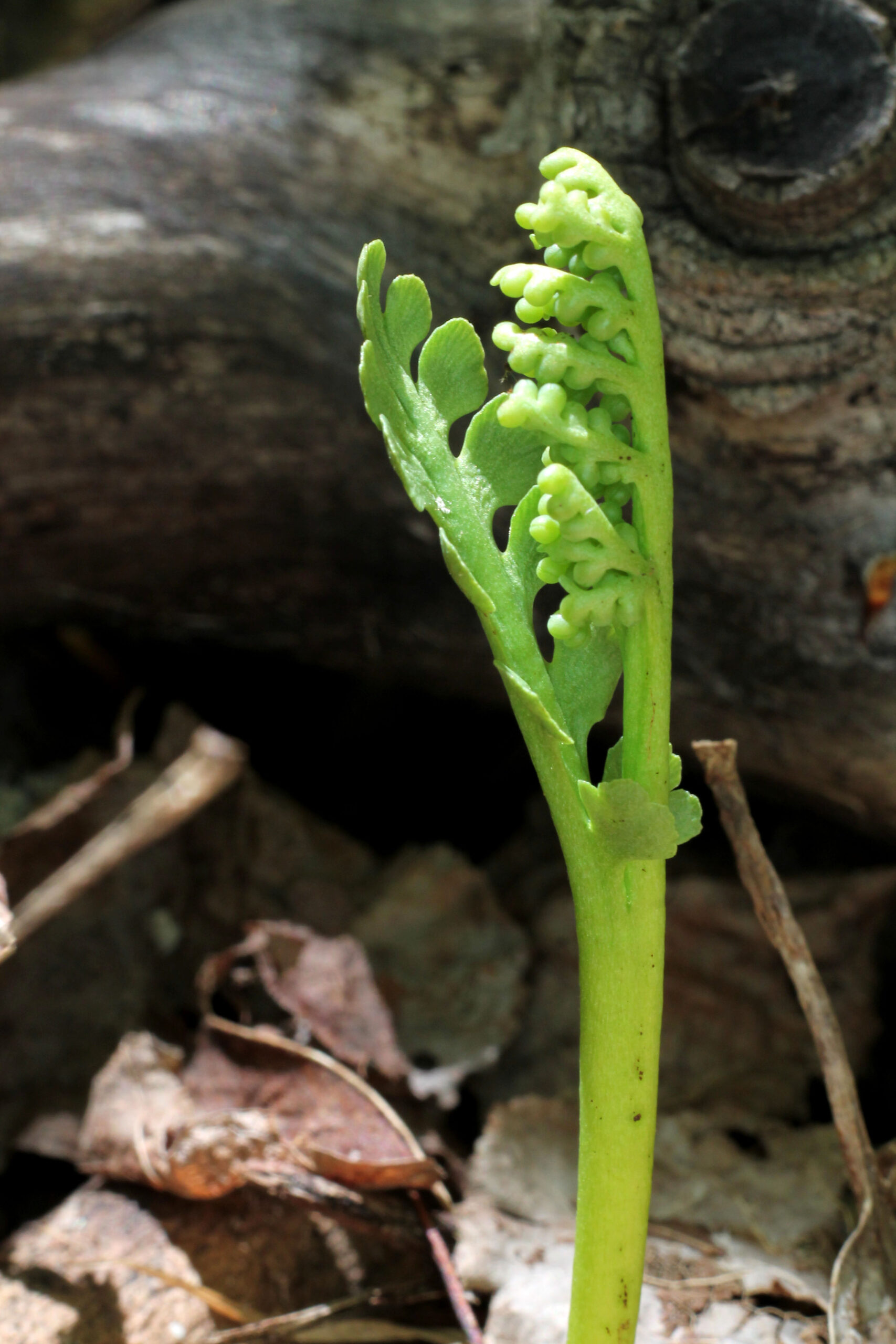 Botrychium spathulatum | Ferns and Lycophytes of the World