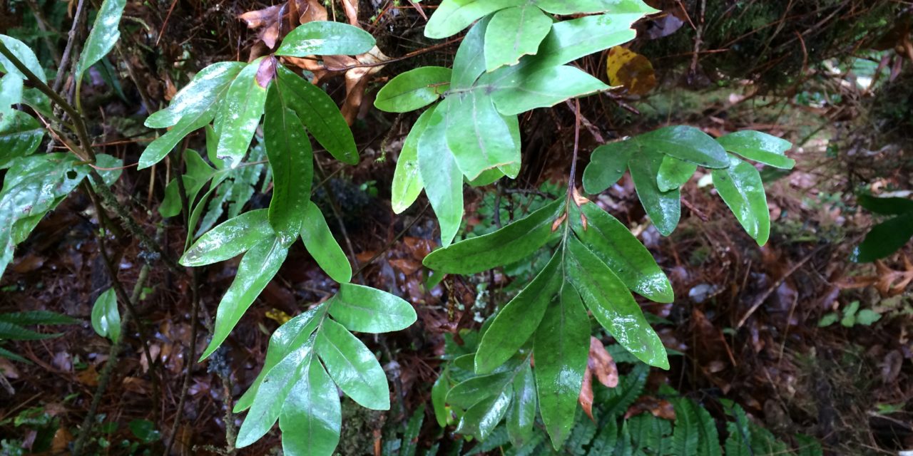 Pleopeltis muenchii