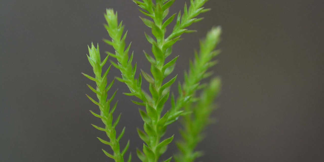 Selaginella uliginosa