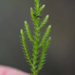 Selaginella uliginosa