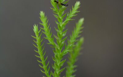 Selaginella uliginosa