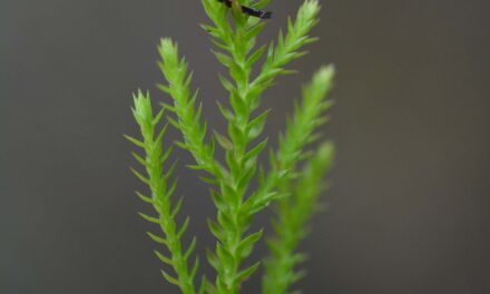 Selaginella uliginosa