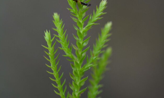 Selaginella uliginosa