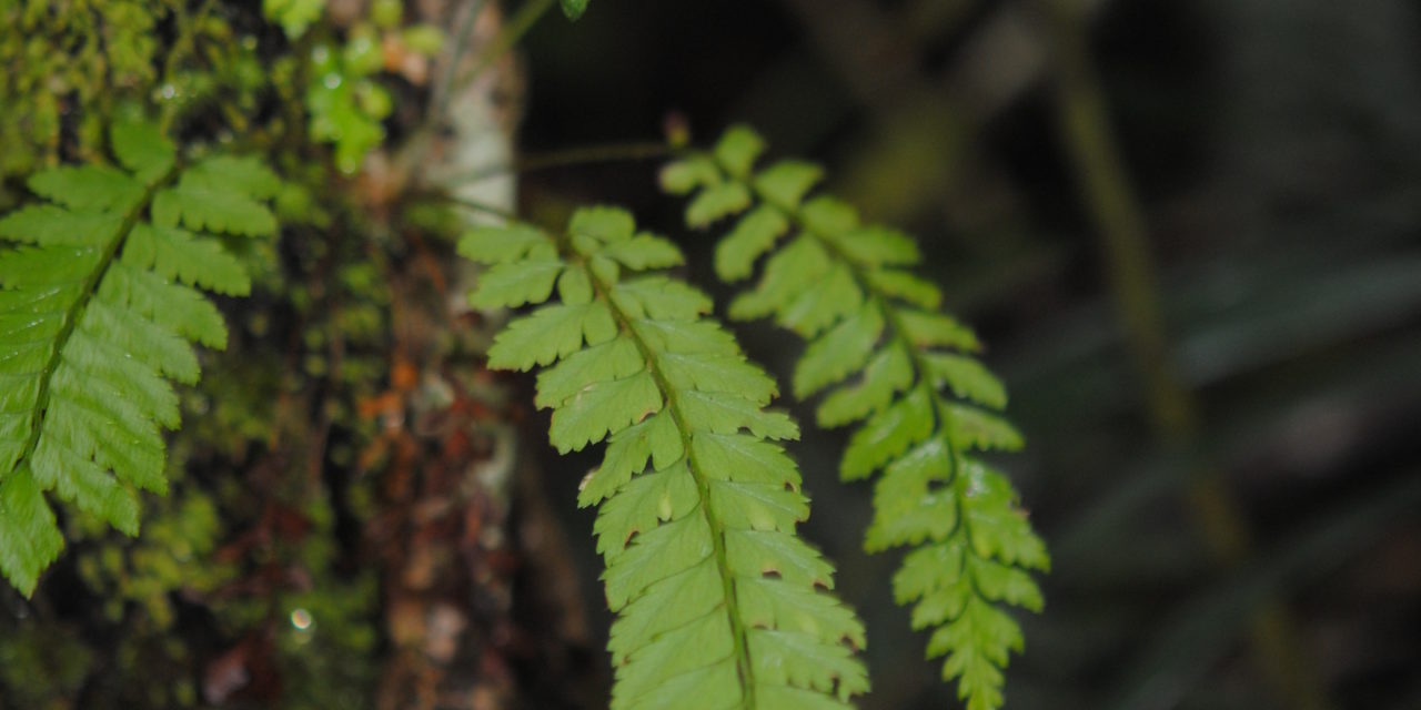 Polystichum oppositum