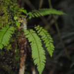 Polystichum oppositum