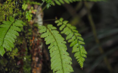 Polystichum oppositum