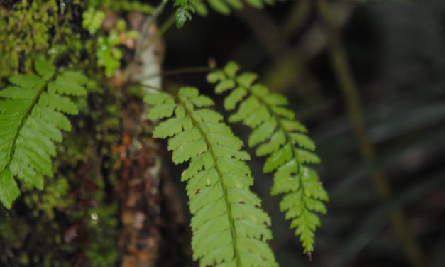 Polystichum oppositum