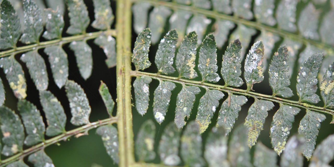 Polystichum stuebelii, vel. aff.