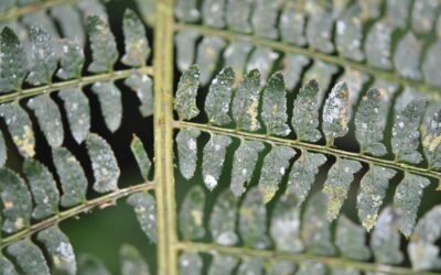 Polystichum stuebelii, vel. aff.