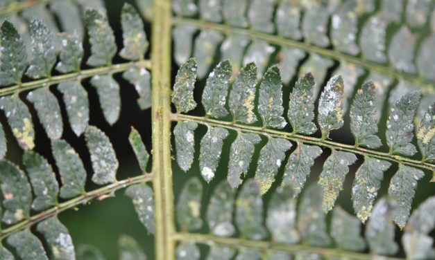 Polystichum stuebelii, vel. aff.