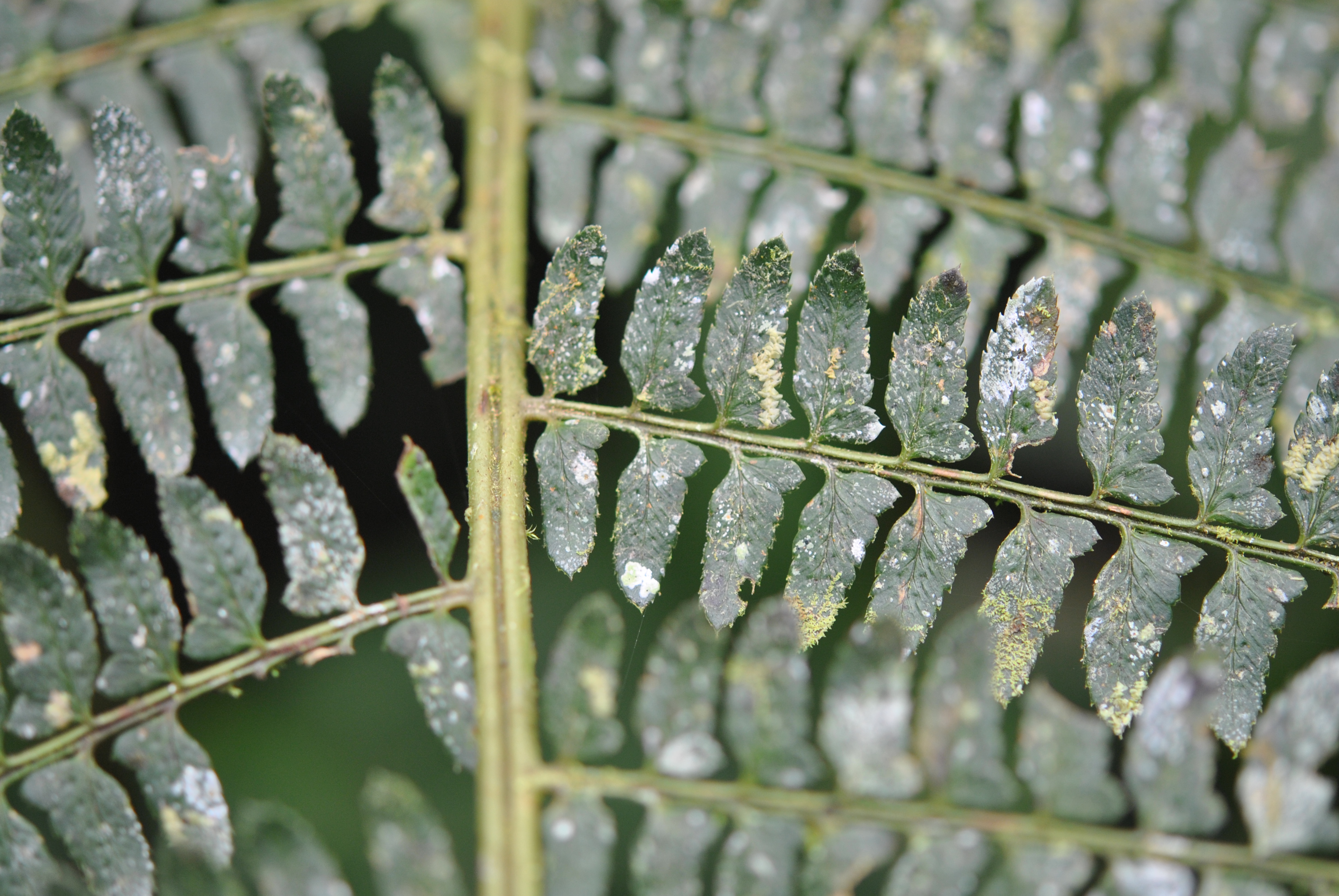 Polystichum stuebelii, vel. aff.