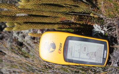 Phlegmariurus ocananus