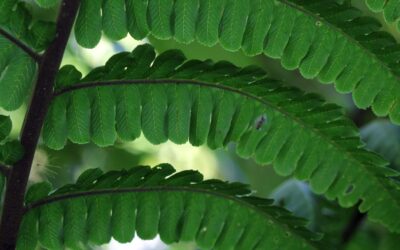 Diplazium lindbergii