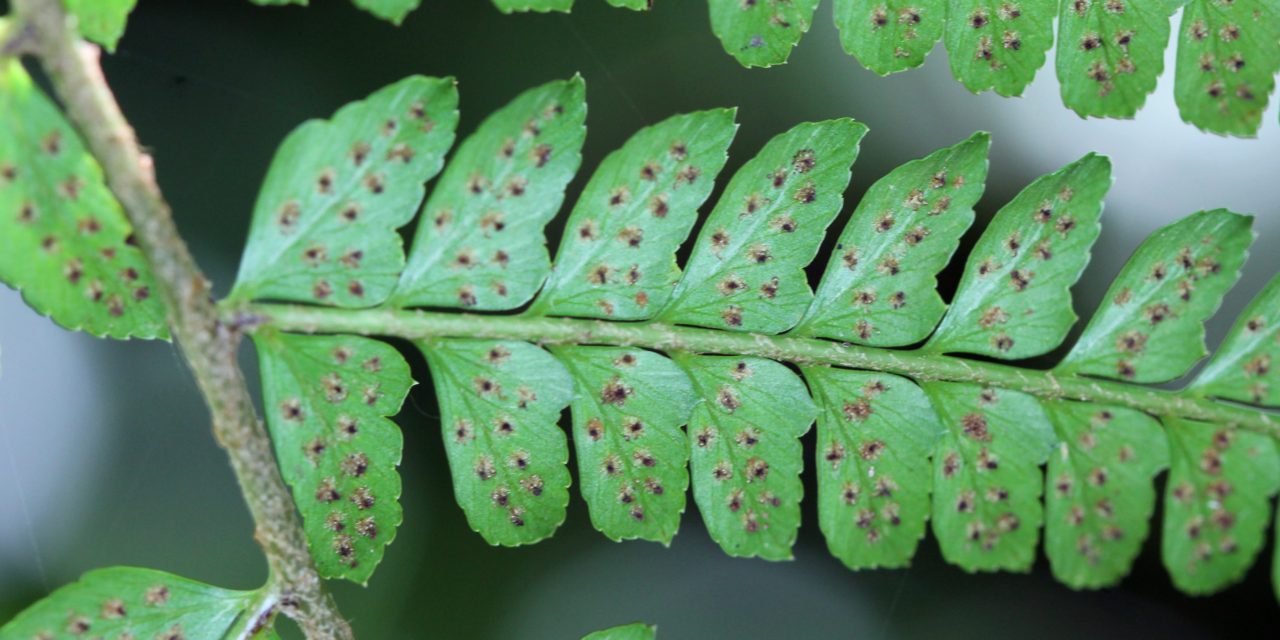 Polystichum alfaroi