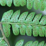 Polystichum alfaroi