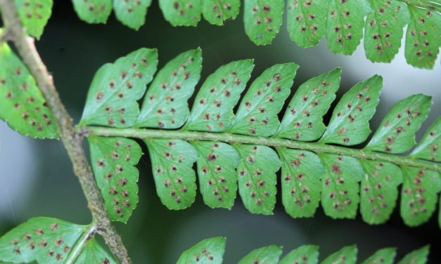 Polystichum alfaroi