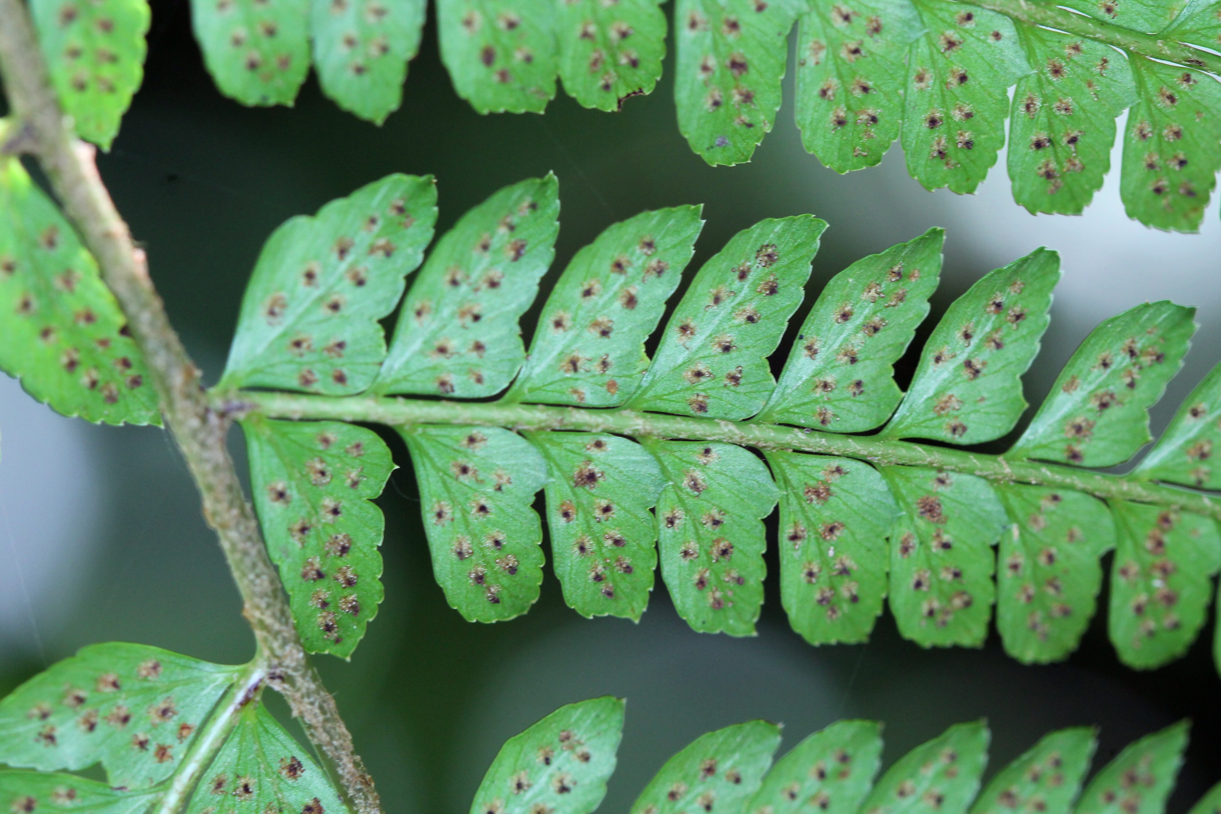 Polystichum alfaroi