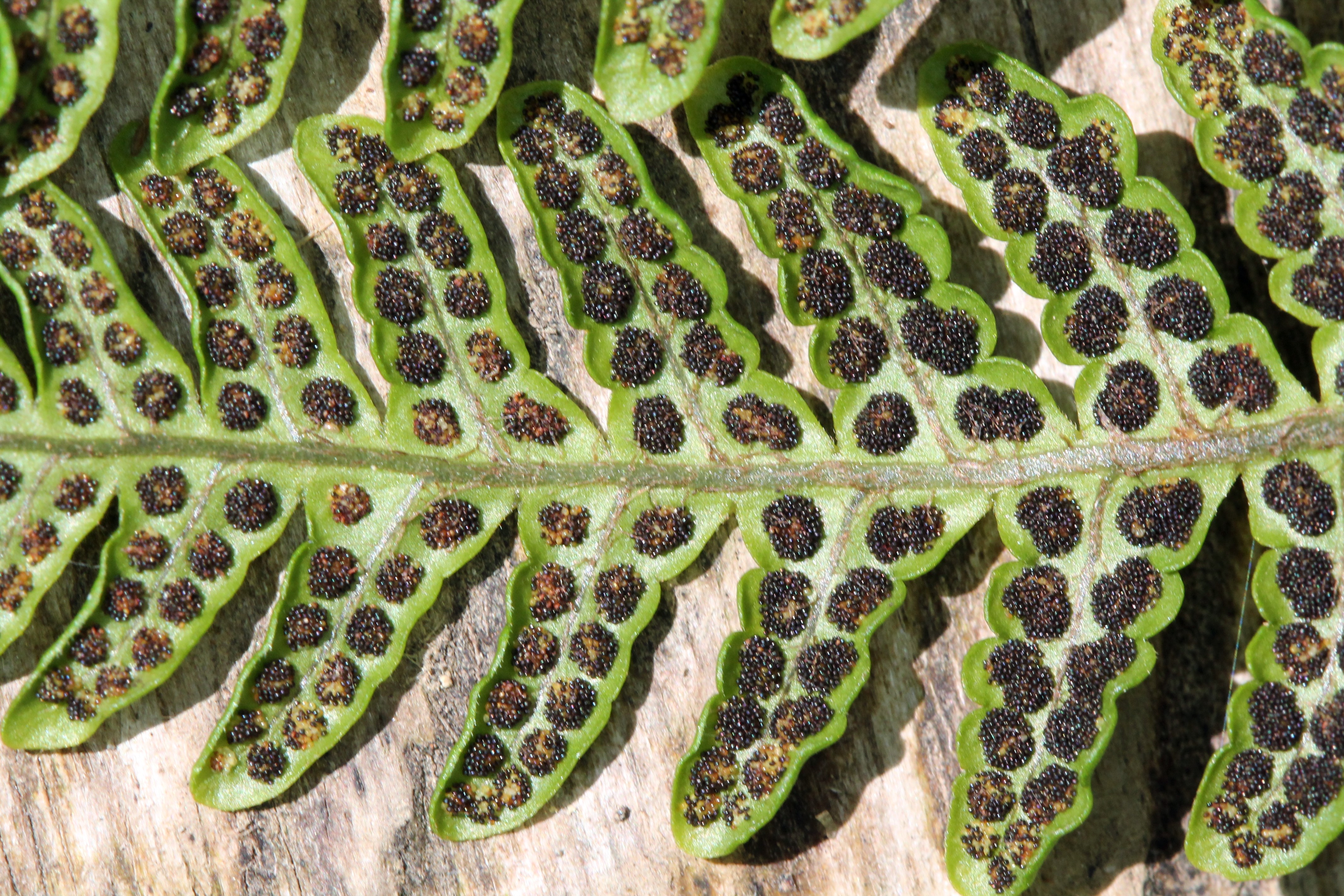 Megalastrum macrotheca