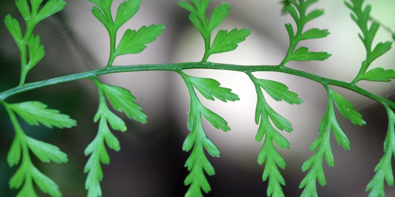 Asplenium cuspidatum