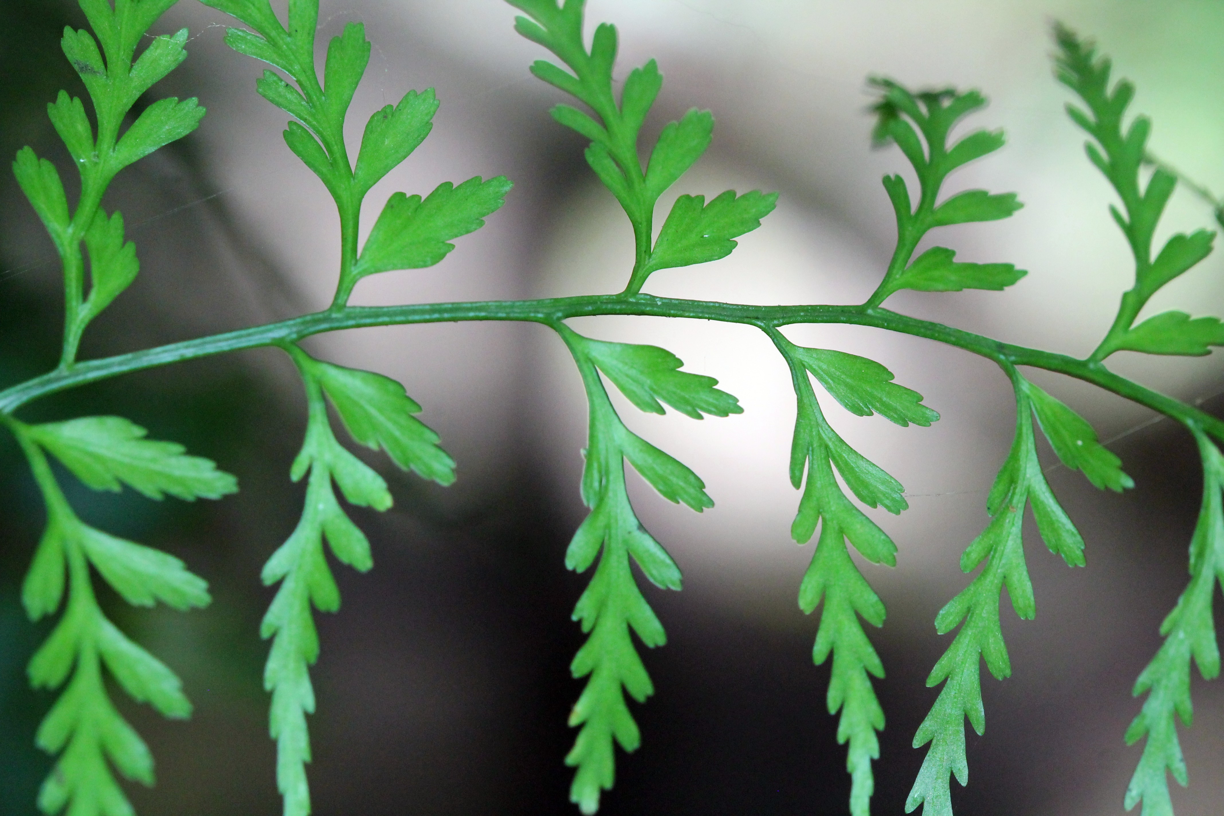 Asplenium cuspidatum