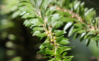 Phlegmariurus foliaceus