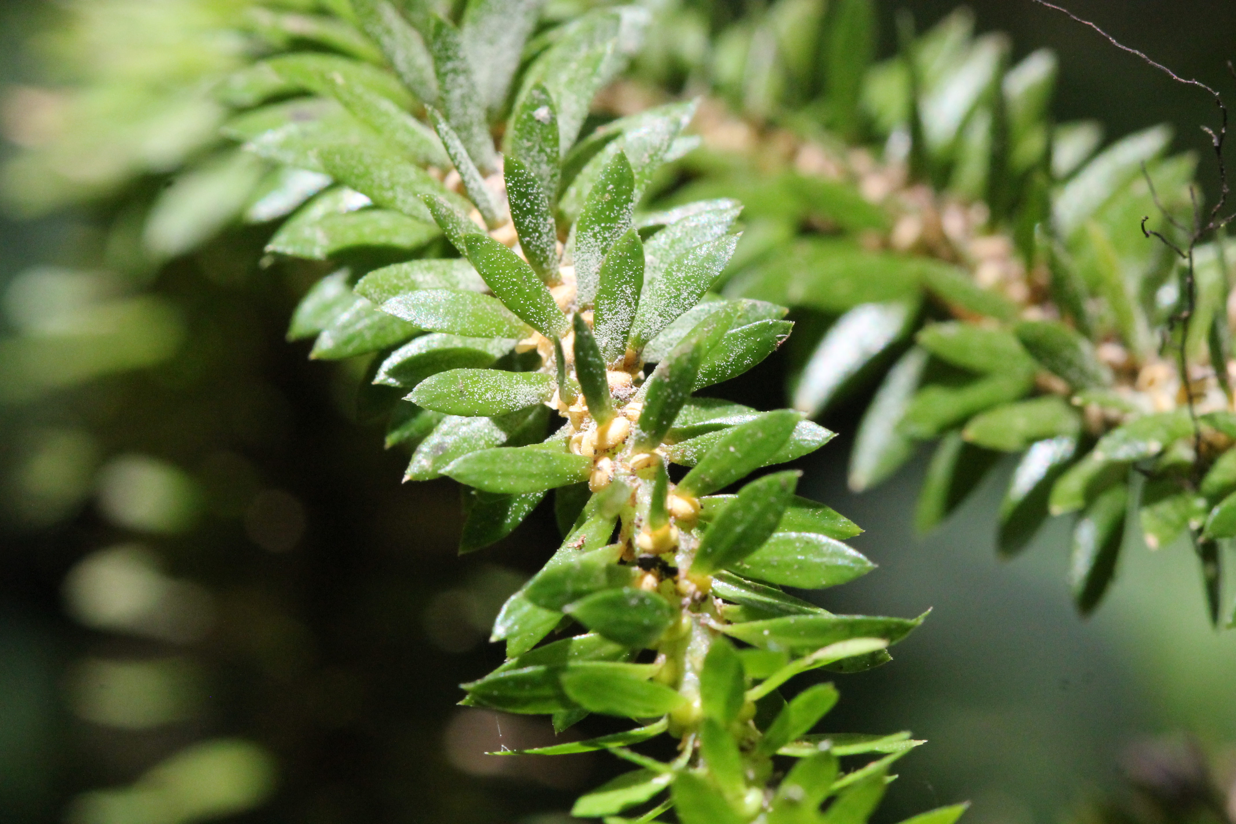 Phlegmariurus foliaceus