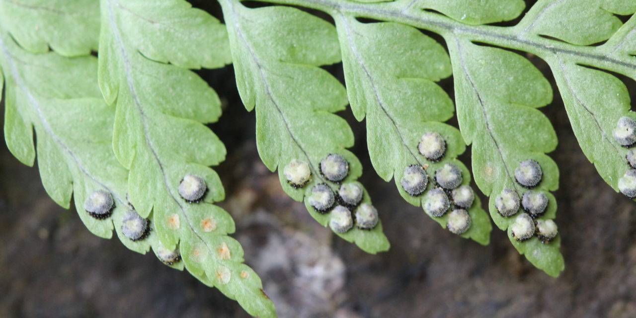 Dryopteris cf patula