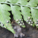 Dryopteris cf patula