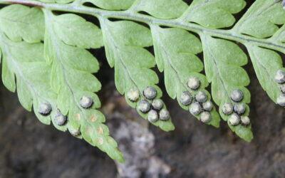 Dryopteris cf patula