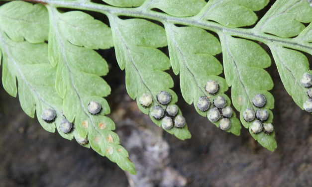 Dryopteris cf patula