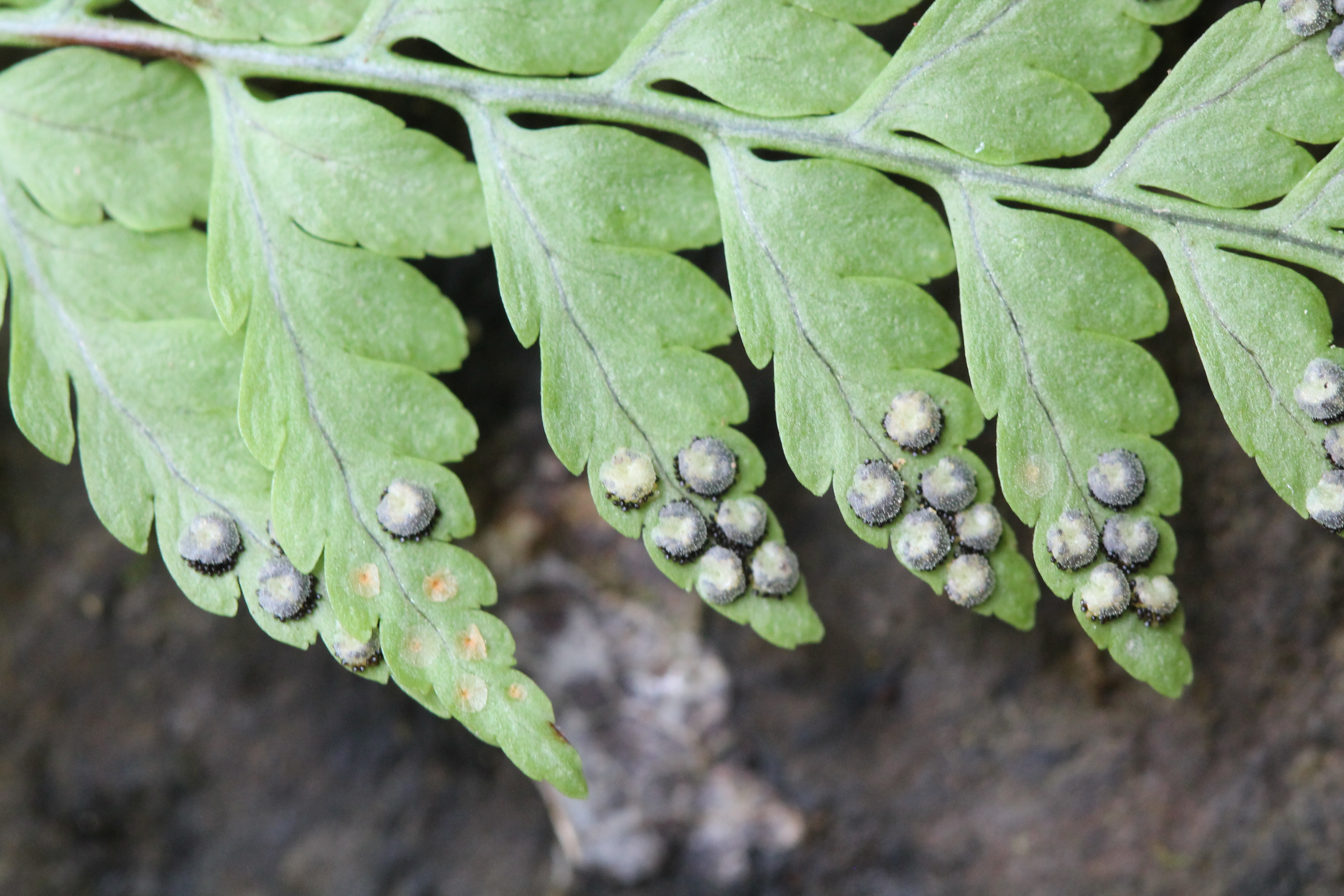 Dryopteris cf patula