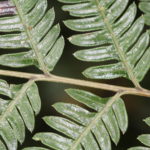 Pteris muricata