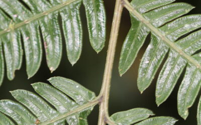 Pteris muricata
