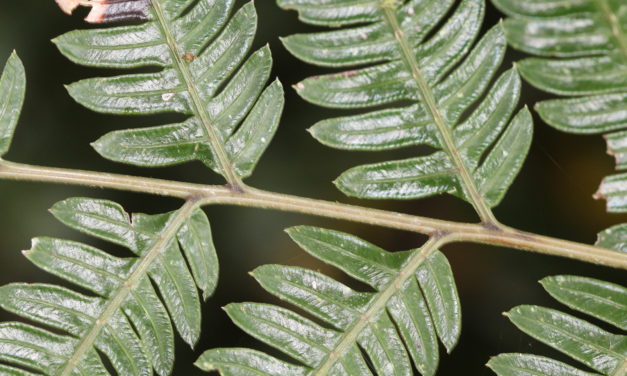 Pteris muricata