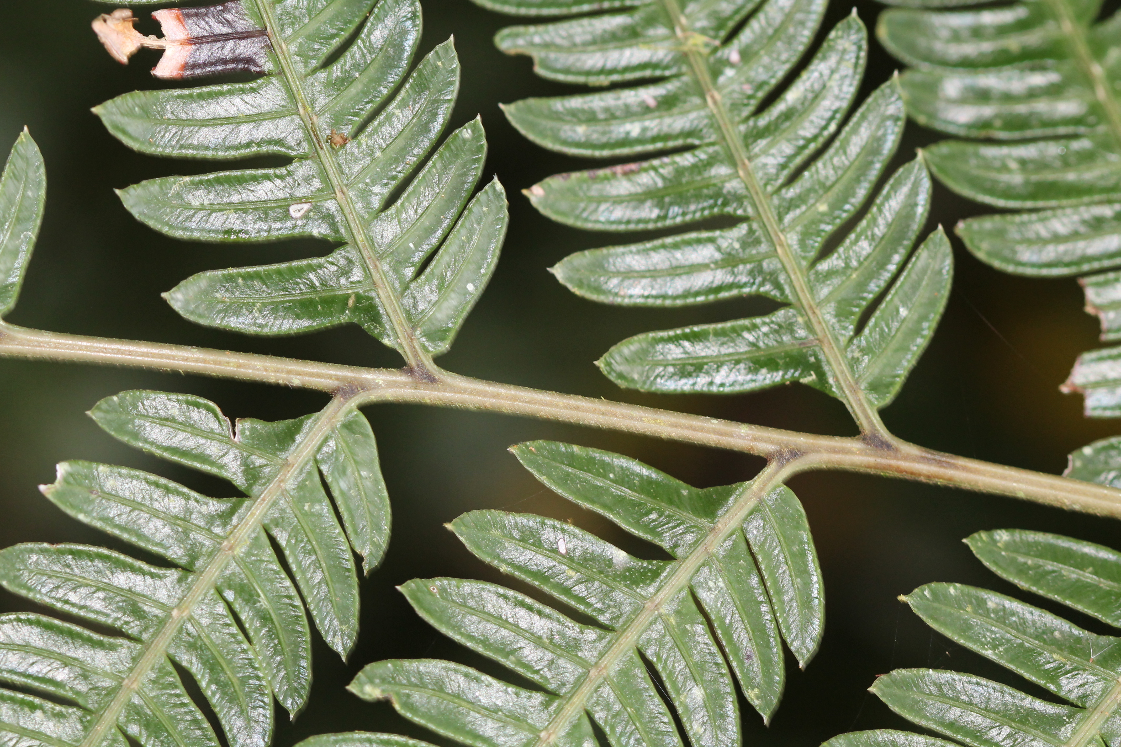 Pteris muricata