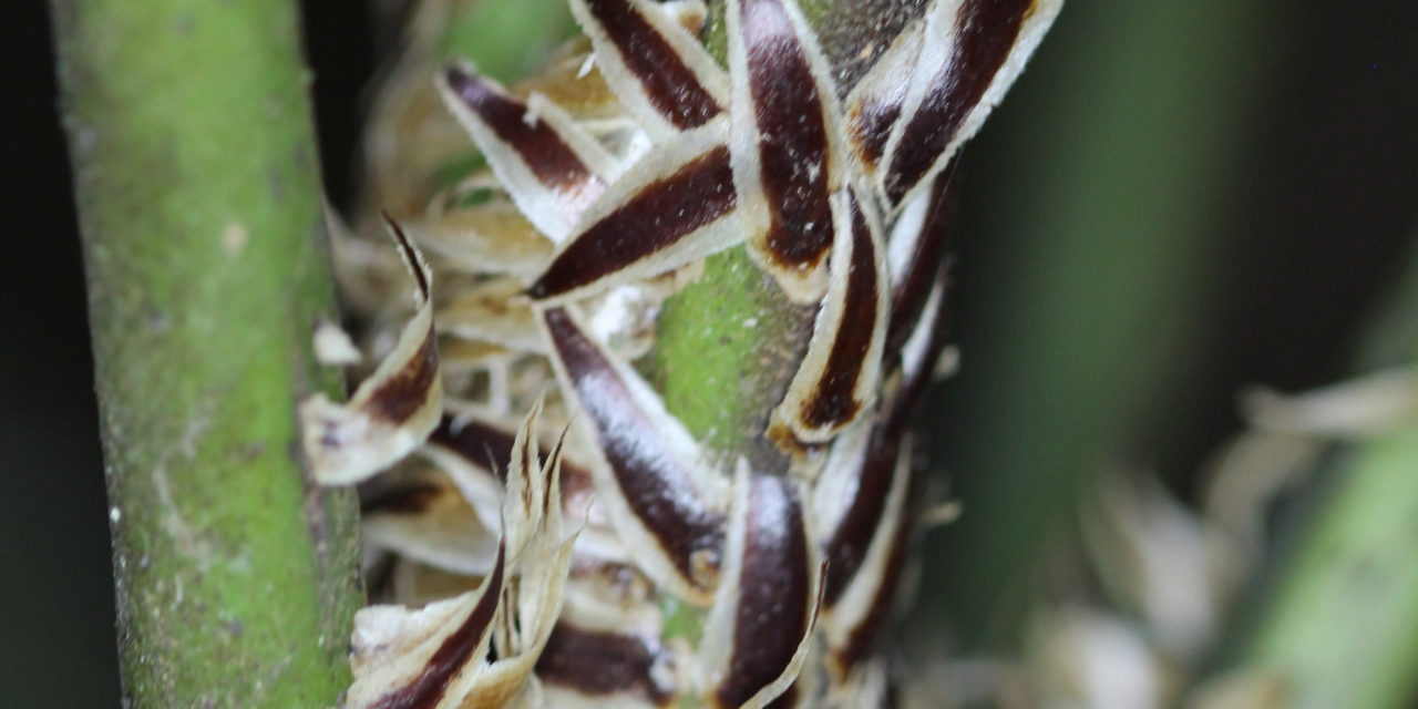 Cyathea williamsii