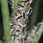 Cyathea williamsii