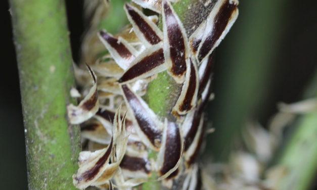 Cyathea williamsii