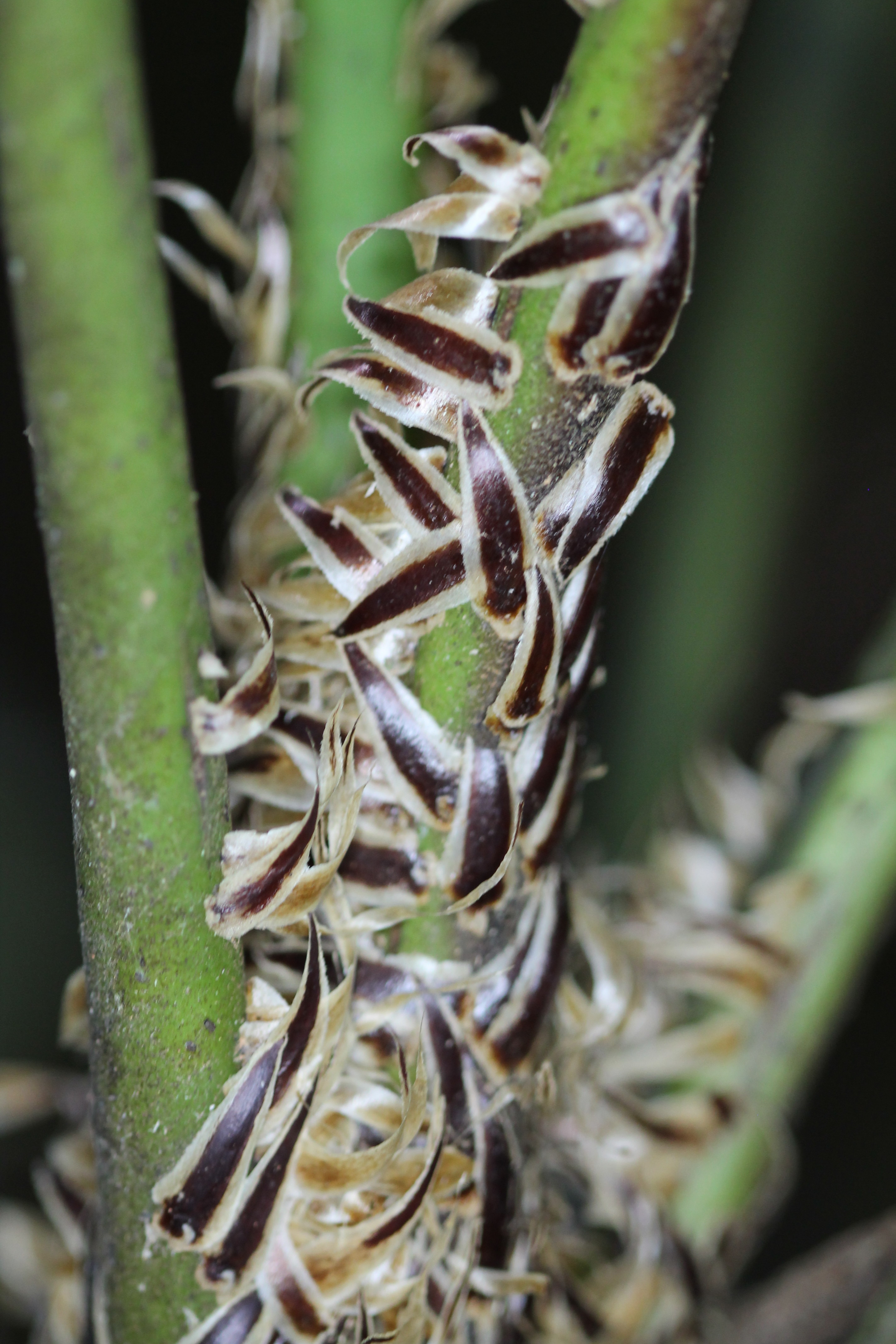 Cyathea williamsii