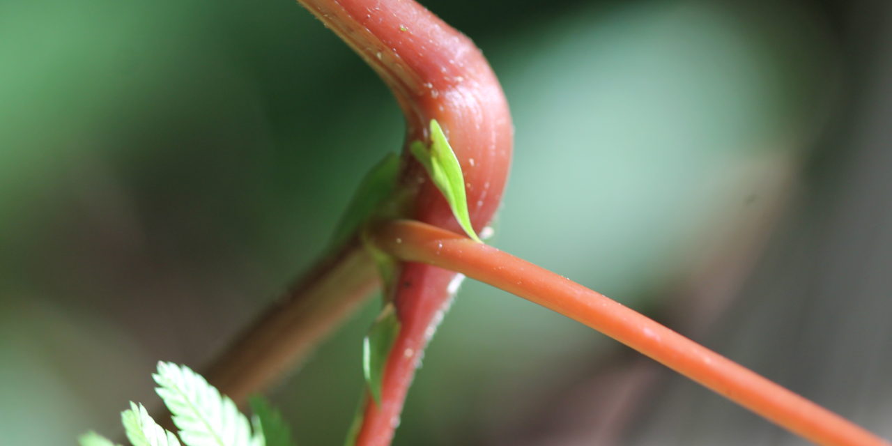 Selaginella exaltata